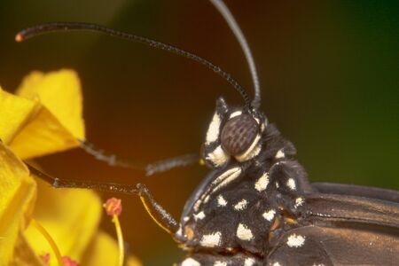 Close up Portrait shot of a common crow butterfly, scientific name: Euploea core side shot looking like a chickenの写真素材