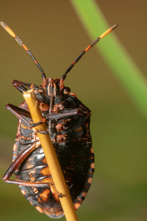 Common gum tree shield bug also known as Stink Bug on a stick with colorful background, aligned...