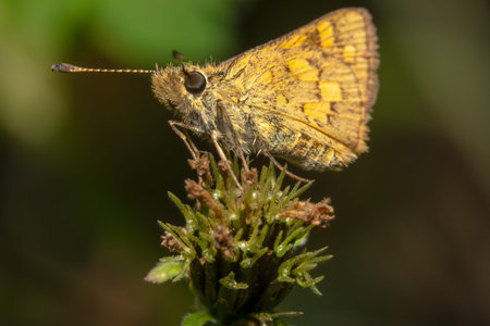 Close up landscape shot of a Yellow looking small skipper butterfly on a green plant, side view