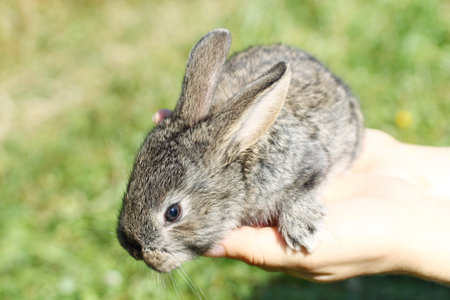 Grey rabbit in hands close-upの写真素材