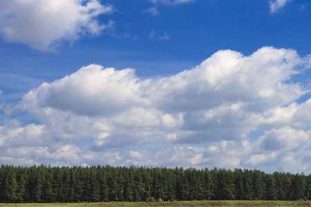 Landscape of young green forest with bright blue sky の写真素材