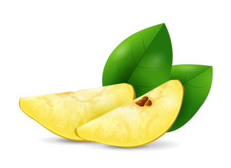 Pear fruit - exotic fruits collection, realistic design vector illustration close-upのイラスト素材