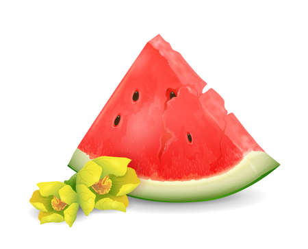 Watermelon fruit - exotic fruits collection, realistic design vector illustration close-upのイラスト素材