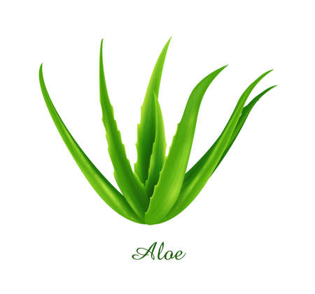 Aloe plant, green grasses herbs and plants collection, realistic vector illustrationのイラスト素材