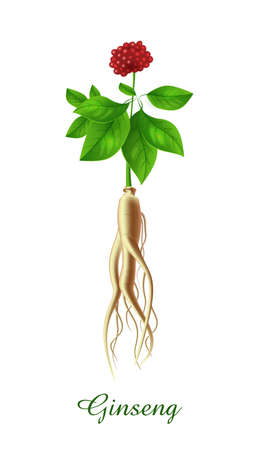 Ginseng plant, green grasses herbs and plants collection, realistic vector illustrationのイラスト素材