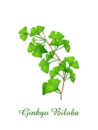 Ginkgo Biloba plant, green grasses herbs and plants collection, realistic vector illustrationのイラスト素材