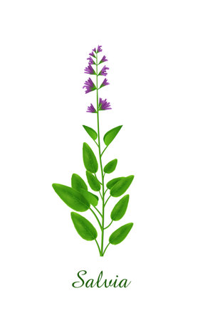 Salvia plant, green grasses herbs and plants collection, realistic vector illustrationのイラスト素材