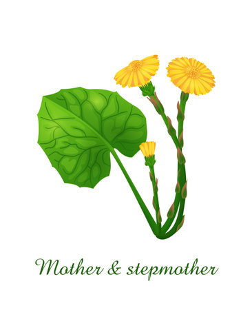 Mother and Stepmother plant, green grasses herbs and plants collection, realistic vector illustrationのイラスト素材