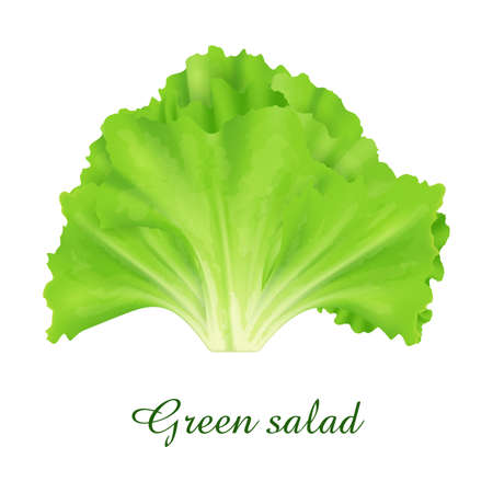 Green Salad plant, food green grasses herbs and plants collection, realistic vector illustrationのイラスト素材