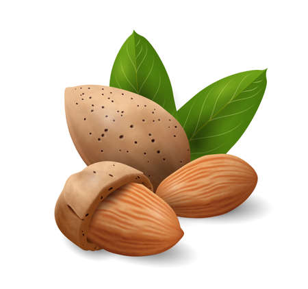 Almond nuts with green leaves. Nuts and seeds collection. Realistic design vector illustration close-upのイラスト素材