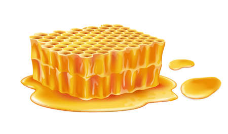 Sweet honey comb on white background, realistic vector illustration close-upのイラスト素材
