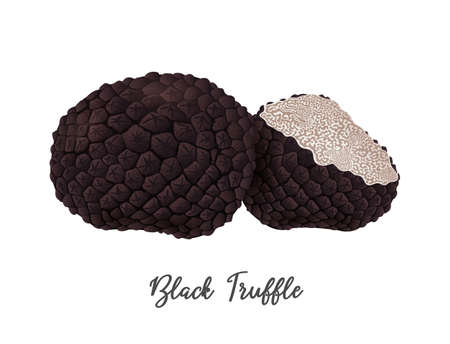Black Truffle Mushroom on white background, natural food ingredient, realistic vector illustration close-upのイラスト素材