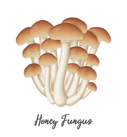Honey Fungus Mushroom on white background, natural food ingredient, realistic vector illustration close-upのイラスト素材