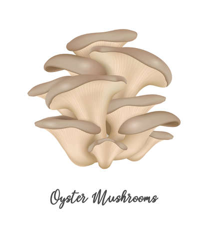 Oyster Mushroom on white background, natural food ingredient, realistic vector illustration close-upのイラスト素材