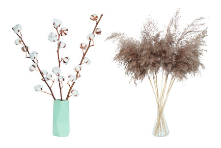 Set of Dry decorative Cotton Flower and Pampas Grass in a glass vase, isolated on a transparent backgroundの写真素材