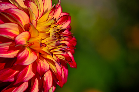 Dahlia flowerの写真素材