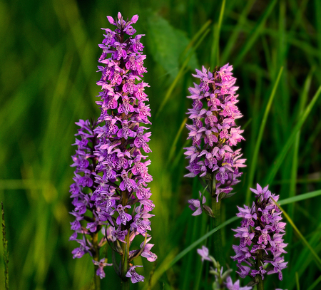 Dactylorhiza incarnata, Wilde orchidsの写真素材