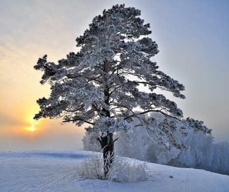 Pine tree on a snowy hill の写真素材