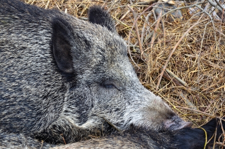 Wild boar sleeps and sweet dreaming - close up viewの写真素材