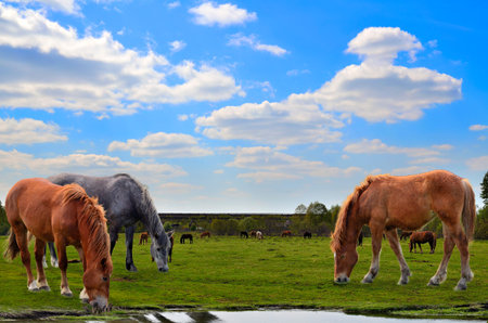 Herd of horses grazing on a spring meadow. In the foreground two brown horses and one gray close up eating grass near the water. Beautiful spring landscape. の写真素材