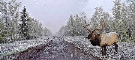 Panorama spring snowfall in the forest and deer standing near the roadの写真素材