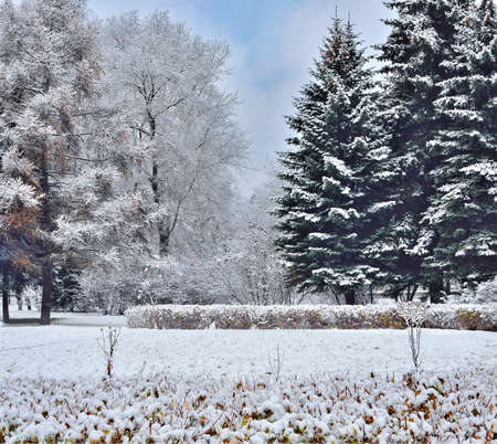 Beautiful winter landscape with snow-covered fir trees in the city parkの写真素材