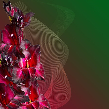 Bouquet of maroon gladiolus with velvety petals on gradient background, decorated with striped waves. Beautiful greeting card or floral border with a free place for textの写真素材