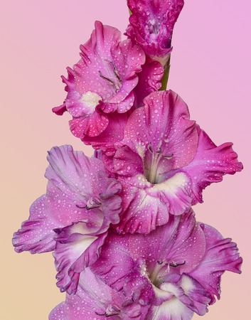 Single spike of gladiolus flower with petals of pink, purple and white color and water drops of rain close up, isolated on light pastel backgroundの写真素材