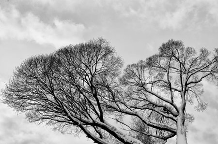 Snow-covered leafless branches of old solitary tree stretch to the gray frozen cloudy winter sky -...