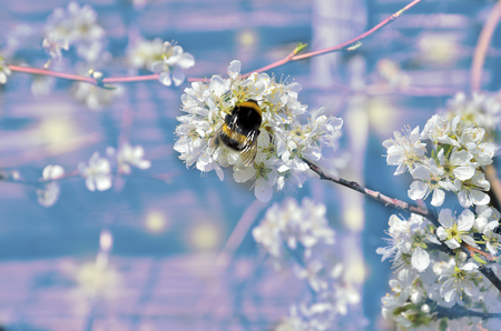 Spring blossoming cherry branch with bumblebee on white flowers - beautiful spring background with space for textの写真素材