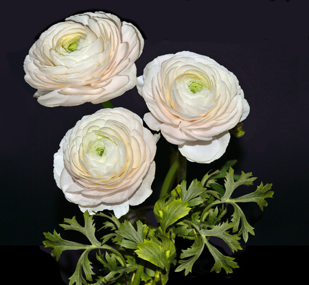 Beautiful bouquet of pale-pink ranunculus flowers with green leaves close up,  isolated on black background - elegant detail for your floral designの写真素材