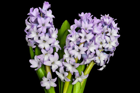 Bouquet from three flowering gentle lilac hyacinth flowers with green leaves close up  on black background isolated - beautiful detail of spring natureの写真素材