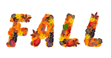 Word Fall composed from bright, colorful autumn leaves of different plants and red and purple...