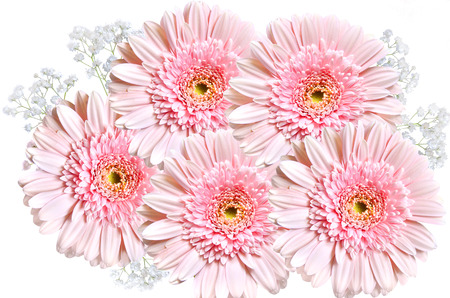 Gentle bouquet of beautiful pink gerbera flowers decorated with branches of white gypsophila close up on white background. Floral greeting card template for any spring or summer celebrationの写真素材