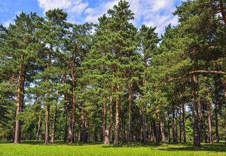 Pine forest  - beautiful summer sunny landscape. Tall straight pine trees trunks, fluffy green grass carpet, fresh, clean healthy air.  Freshness and coolness of summer coniferous forestの写真素材