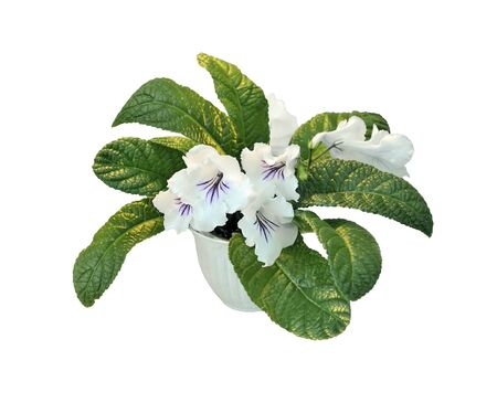 Tender white Streptocarpus flowers in a plastic pot isolated on white background. Flowering house plant Streptocarpus cultivar Angel. Concept of home floriculture, hobbies, growing and care, businessの写真素材