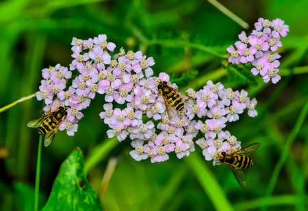 Three hoverflies or flower flies, or syrphid (Syrphidae) flies feeding nectar from blossoming pink...