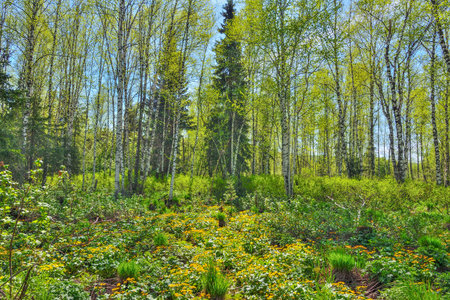 Glade with yellow wild flowers of marsh marigold, kingcup (Caltha palustris) in spring birch forest....