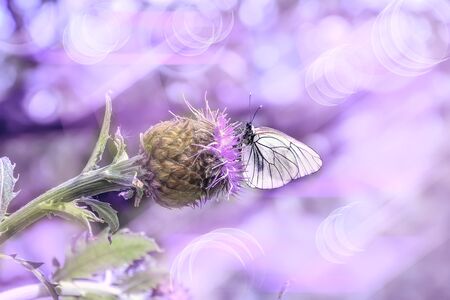 Pink summer morning on the meadow - delicate artistic image. Macro of white butterfly on purple Rhaponticum carthamoides flower - romantic toned spring or summer background with space for textの写真素材