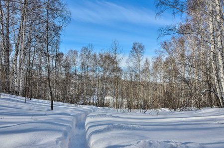 Wonderful winter landscape - narrow path in deep snow leading to birch forest. White clear snow,...