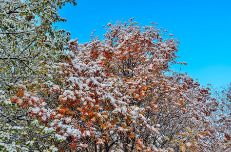 First snow on colorful autumn foliage of trees after snowfall on blue sky background. Last day of...
