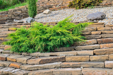 Juniper medium Gold Kissen - ornamental dwarf conifer for landscaping. Evergreen coniferous plant juniperus on stony steps of garden on hill slope. Decorative dwarf conifer for landscape designの写真素材