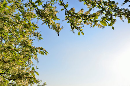 Spring blossoming background - floral border with white flowers and green leaves of bird cherry tree branches in sun light. Beauty of blooming of nature in springtimeの写真素材