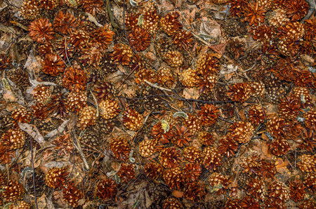 Dry cones, needles, leaves on the ground under pine tree in spring coniferous forest. Organic mulch...