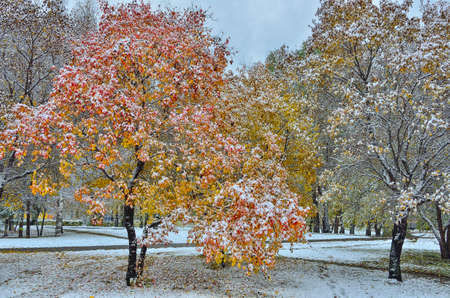 Colorful wild apple tree in city park after first snowfall - late autumn or early winter landscape. Golden foliage and red fruits with white snow covered - fairy tale. Footpath in snowy parkの写真素材