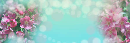 Pink cherry og apple tree blossom flowers blooming in spring garden against a natural sunny blue sky blurred background with bokeh. Springtime banner, border or greeting card. Blooming sakuraの写真素材