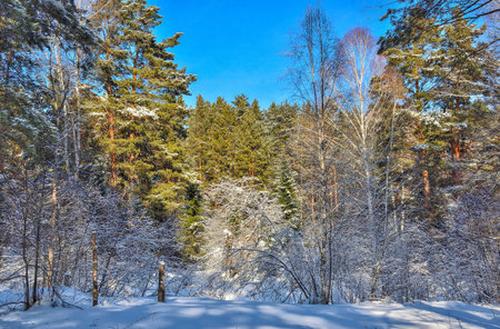 Winter landscape in sunny coniferous evergreen forest. Fairy tale of winter russian wood. Green pines, spruces, fir trees with fluffy snow covered. Frost and sun - healthy and clean air, beauty of natureの写真素材