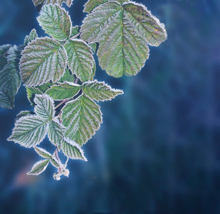 Frosted fall raspberry leaves with morning hoarfrost or rime covered. late autumn weather. Weather forecast or gardening concept. Hoary colorful leaves close up on blue blurred background, space for textの写真素材