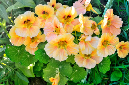 Blooming nasturtium in the summer garden. Beautiful romantic floral background with delicate flowers of an unusual yellow-pink color. Floriculture and gardening concept, beauty of natureの写真素材