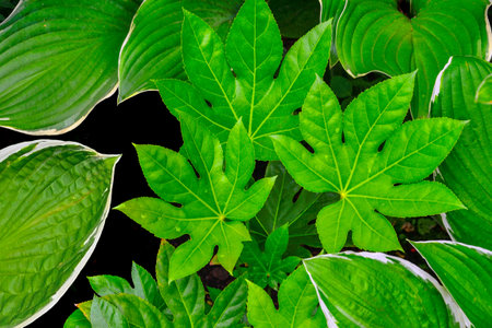 Glossy, carved leaves of Fatsia Japanica, japanese aralia or glossy-leaf paper plant among leaves of hosts - an exotic garden decoration. Gardening, landscaping or floriculture concept. ornamental plantの写真素材
